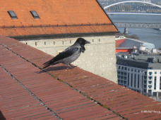 Havran