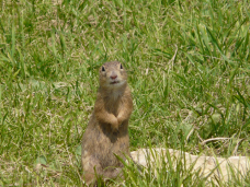 Svišť